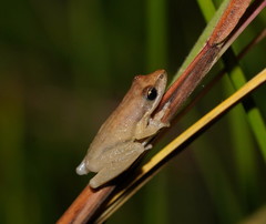 Litoria microbelos