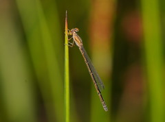 Austroagrion exclamationis