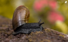 Macrocyclis peruvianus