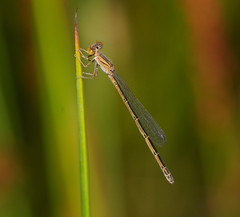Austroagrion exclamationis