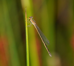 Austroagrion exclamationis