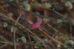 Adenolobus garipensis