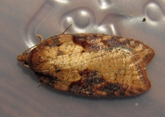 Acleris maccana