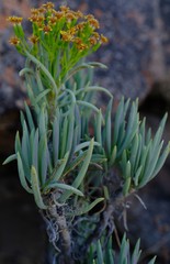 Senecio sarcoides