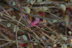 Adenolobus garipensis