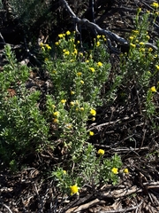 Euryops subcarnosus