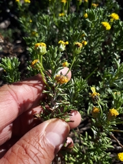 Euryops subcarnosus