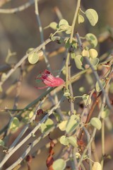 Adenolobus garipensis