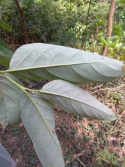 Ebenaceae