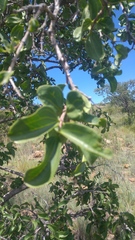 Strychnos cocculoides