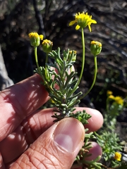 Euryops subcarnosus