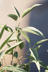 Ficus cordata