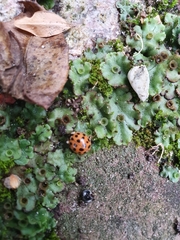 Harmonia axyridis