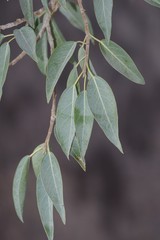 Ficus cordata