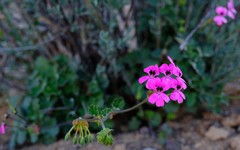 Pelargonium echinatum