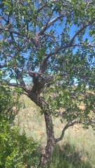 Strychnos cocculoides