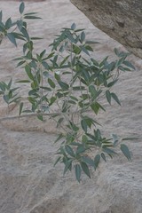 Ficus cordata