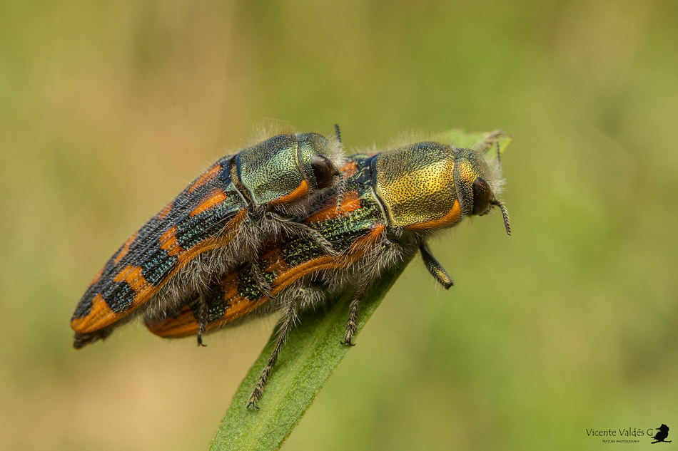 Lasionota cupricollis
