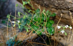 Pelargonium echinatum