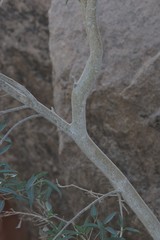 Ficus cordata