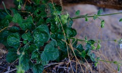 Pelargonium echinatum