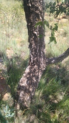 Strychnos cocculoides