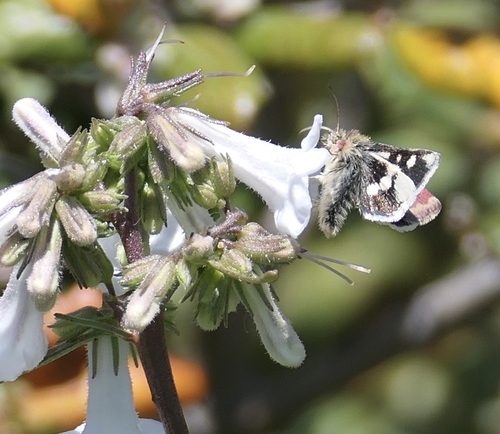 Small Heliothodes Moth photo 3