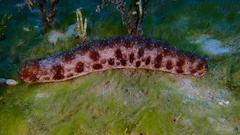 Holothuria dofleinii