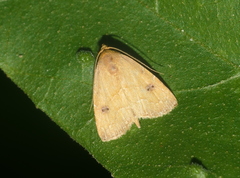 Rivula inconspicua