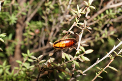 Celatoblatta vulgaris