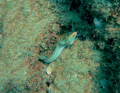 Gymnothorax melatremus