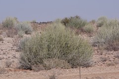 Euphorbia gregaria
