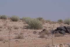 Euphorbia gregaria