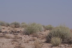Euphorbia gregaria