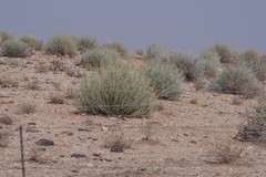 Euphorbia gregaria