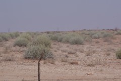 Euphorbia gregaria