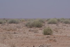 Euphorbia gregaria