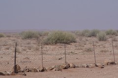 Euphorbia gregaria