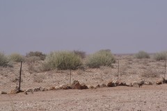 Euphorbia gregaria