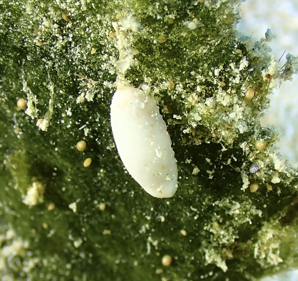 Aliculastrum debile