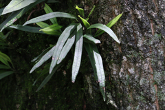 Lepisorus thunbergianus