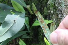 Lepisorus thunbergianus