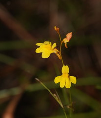 Utricularia chrysantha
