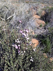 Eriocephalus grandiflorus