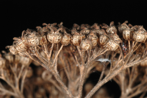 Ortensia selvatica