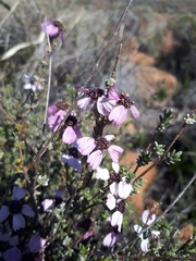 Eriocephalus grandiflorus