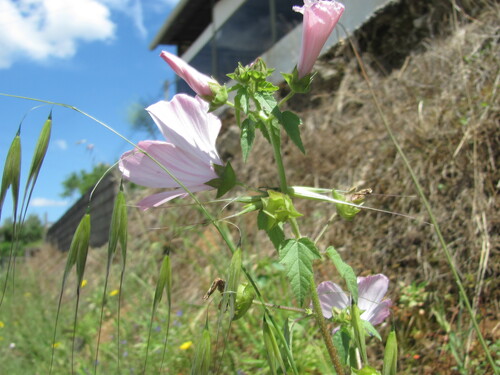 Malva trimestris