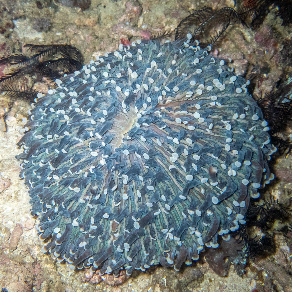 Long-tentacle Plate Coral (Heliofungia actiniformis) - recorded at Apple Orchard