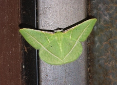 Dichorda illustraria