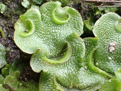 Lunularia cruciata